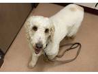 Millie Poodle (Standard) Adult Female