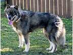 BERKLEY Husky Adult Female