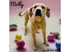 Molly Labrador Retriever Young Female