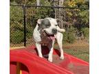 Nylah (HW+) English Bulldog Young Female