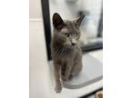 Slate Domestic Shorthair Senior Male