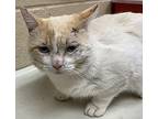 Starlight Siamese Adult Male
