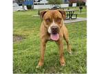 Boss American Staffordshire Terrier Young Male
