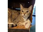 Hannah Domestic Shorthair Young Female