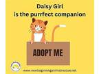 DAISY GIRL Domestic Shorthair Senior Female