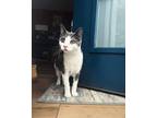 Jack Domestic Shorthair Kitten Male