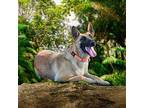 Cherry German Shepherd Dog Adult Female