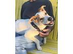 Waylon Anderson Labrador Retriever Adult Male