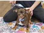 King Chihuahua Young Male