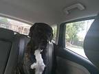 Louie Plott Hound Adult Male