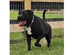 Knox American Pit Bull Terrier Adult Male