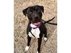 Vesper American Staffordshire Terrier Young Male