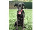 Farrah Labrador Retriever Young Female