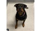 Ariel Rottweiler Adult Female