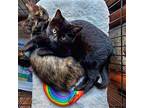 Ishtar Domestic Shorthair Kitten Female