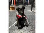 Kyle Labrador Retriever Puppy Male