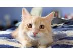 Fanta Domestic Longhair Kitten Female