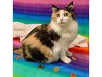 Kali Domestic Longhair Adult Female