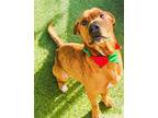 Chilli Labrador Retriever Adult Male