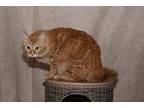 Bogie Norwegian Forest Cat Adult Male