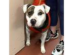 Sir Walden Valentino 6th American Pit Bull Terrier Adult Male