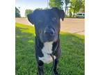 Nessa Labrador Retriever Adult Female