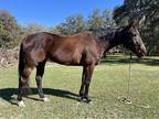 Appendix Gelding For Sale