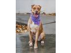 Adopt SANDRA a Shar-Pei, Mixed Breed