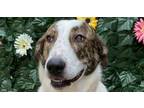 Adopt 6145 Anna a Labrador Retriever, Mixed Breed