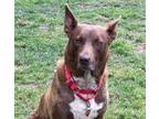 Adopt 6191 Addie a Labrador Retriever, Mixed Breed
