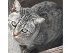 Adopt 4837 Lexi a Domestic Short Hair, Tabby