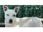 Adopt 4553 Willow a Labrador Retriever, Mixed Breed