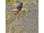 Adopt Gertrude a Redbone Coonhound, Anatolian Shepherd