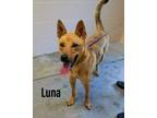 Adopt Luna a Shepherd