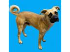 Adopt Dude a Black Mouth Cur