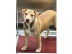 Adopt Wilbur a Mixed Breed