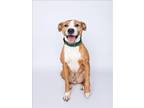 Adopt COOPER a Boxer, Mixed Breed