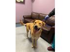 Adopt SULTAN a Siberian Husky