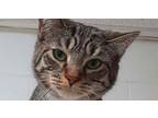 Adopt 5878 Ace a Domestic Short Hair, Tabby