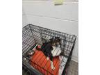 Adopt Archie a Border Collie
