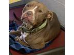 Adopt Hoss a Mixed Breed