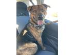 Adopt Major a Mixed Breed