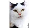 Adopt Moo a Domestic Medium Hair