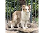 Adopt Auggie (August) COMMUNITY LOST PET a Shetland Sheepdog / Sheltie