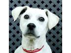 Adopt Sweet Pete a Labrador Retriever