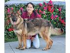 Nova von Nordhalben German Shepherd Dog Puppy Female