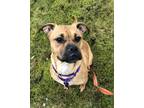 Junie Boxer Adult Female