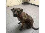 Coco American Pit Bull Terrier Adult Female
