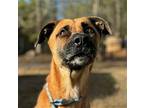 Chester Retriever (Unknown Type) Adult Male