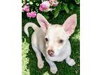 Aria Chiweenie Puppy Female